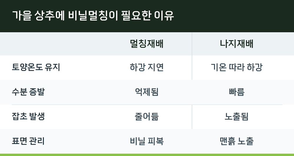 가을 상추에 비닐멀칭이 필요한 이유