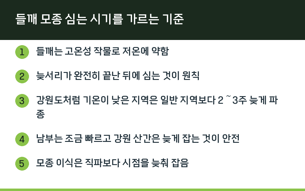 들깨 모종 심는 시기를 가르는 기준