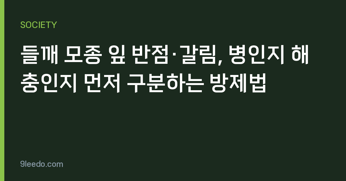 들깨 모종 잎 반점·갈림, 병인지 해충인지 먼저 구분하는 방제법