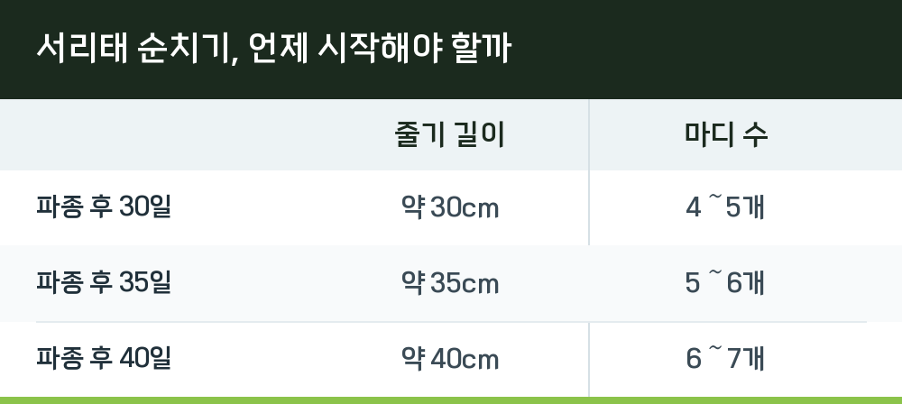 서리태 순치기, 언제 시작해야 할까
