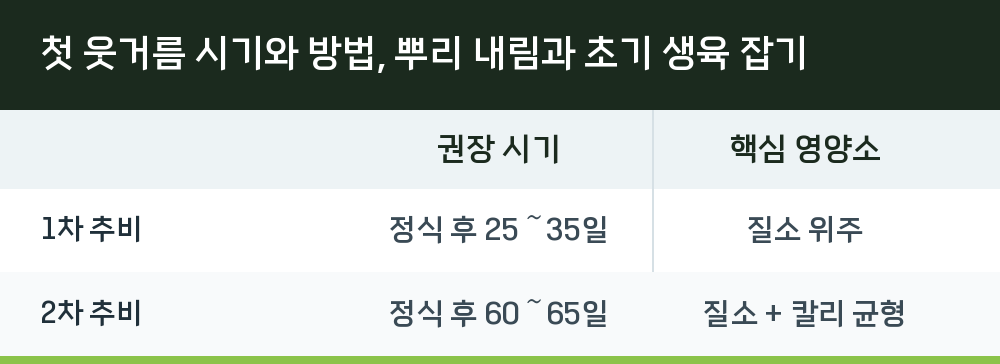 첫 웃거름 시기와 방법, 뿌리 내림과 초기 생육 잡기