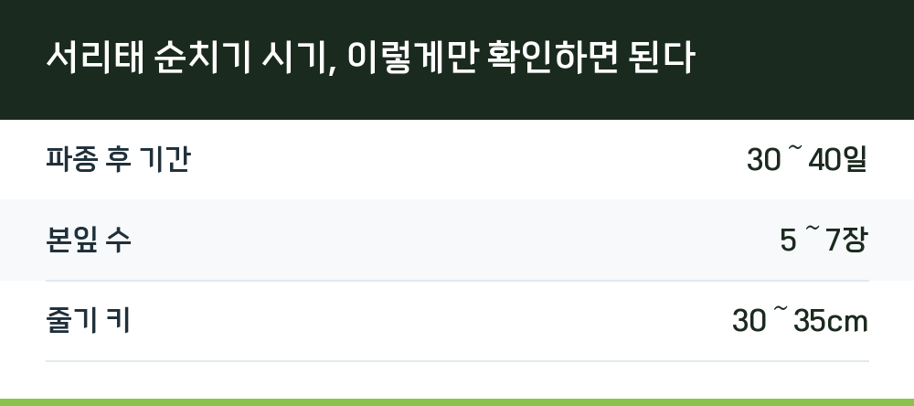 서리태 순치기 시기, 이렇게만 확인하면 된다