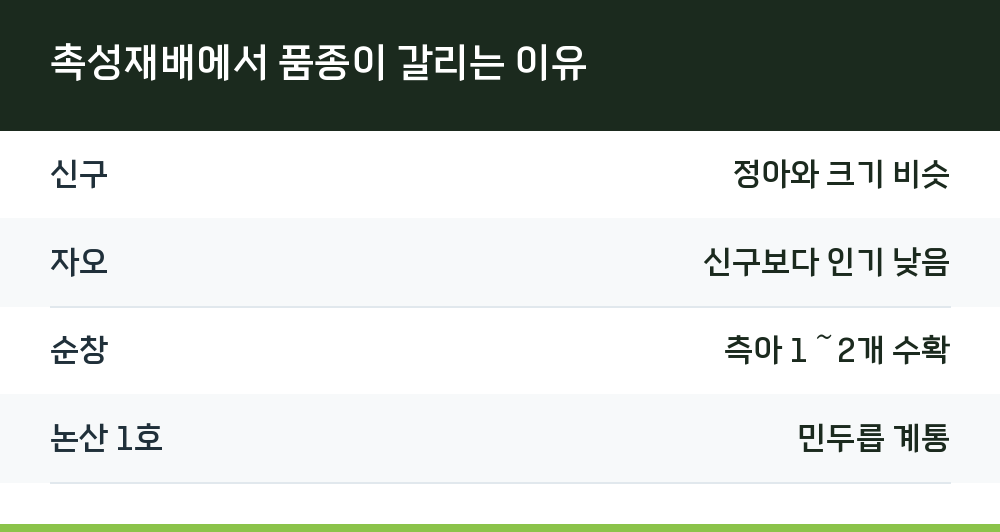 촉성재배에서 품종이 갈리는 이유