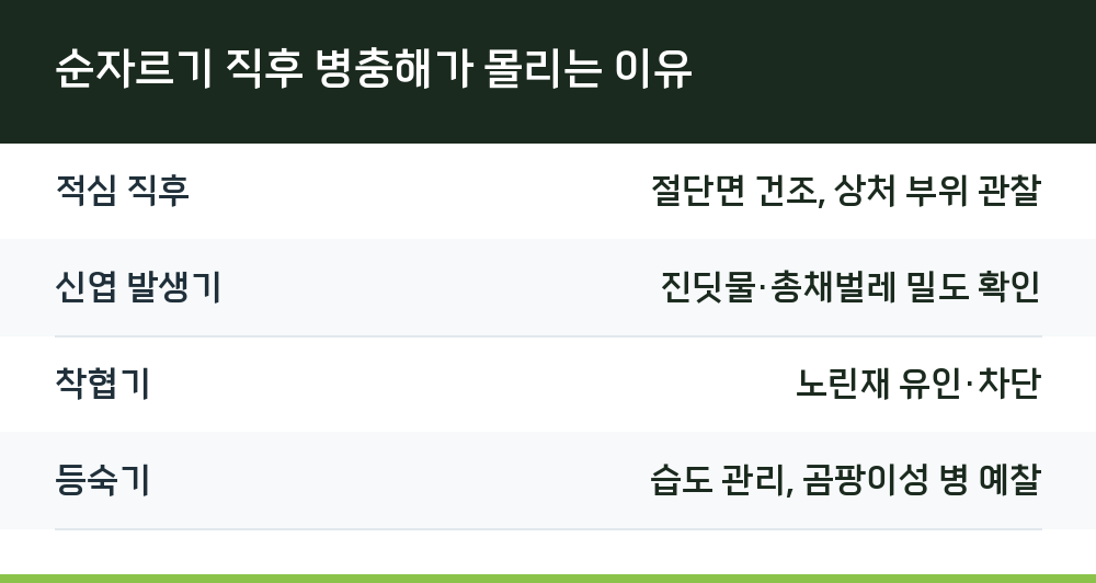 순자르기 직후 병충해가 몰리는 이유
