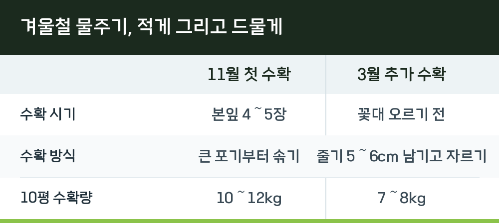 겨울철 물주기, 적게 그리고 드물게