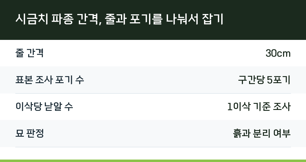 시금치 파종 간격, 줄과 포기를 나눠서 잡기