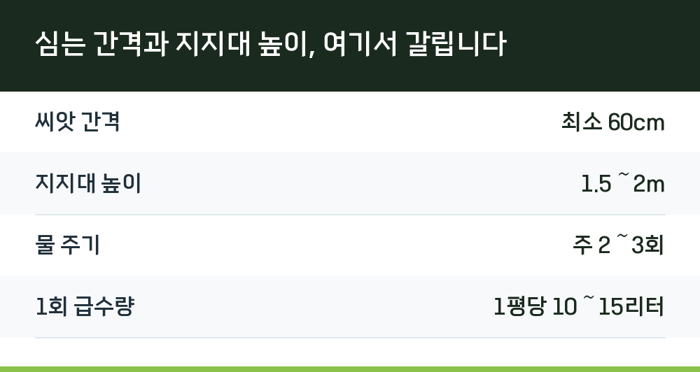 심는 간격과 지지대 높이, 여기서 갈립니다