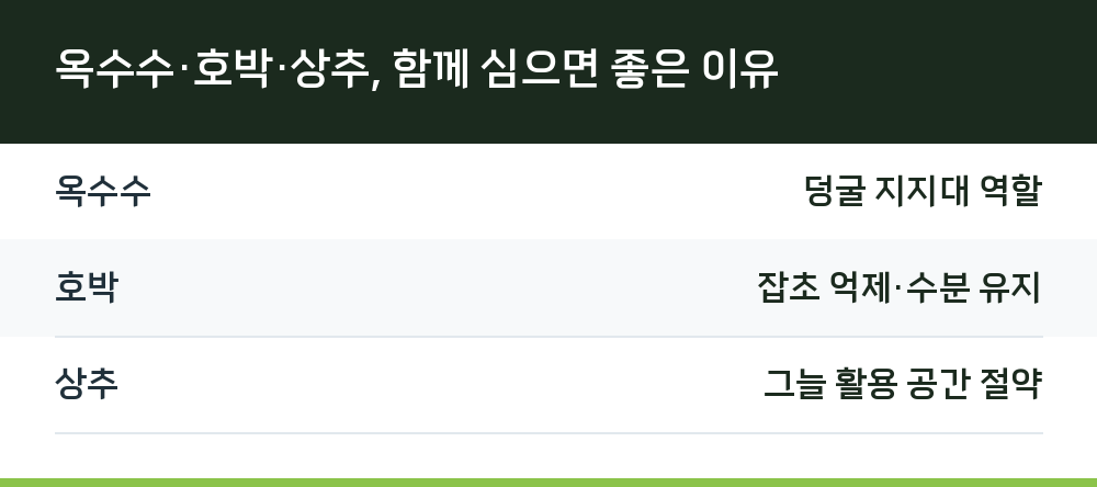 옥수수·호박·상추, 함께 심으면 좋은 이유