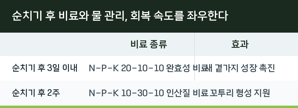 순치기 후 비료와 물 관리, 회복 속도를 좌우한다