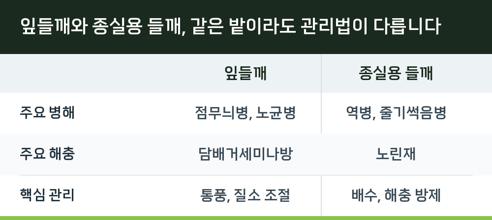 잎들깨와 종실용 들깨, 같은 밭이라도 관리법이 다릅니다