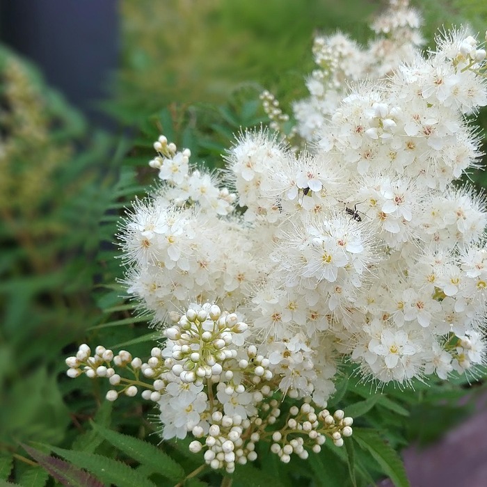 한방 약재 활용