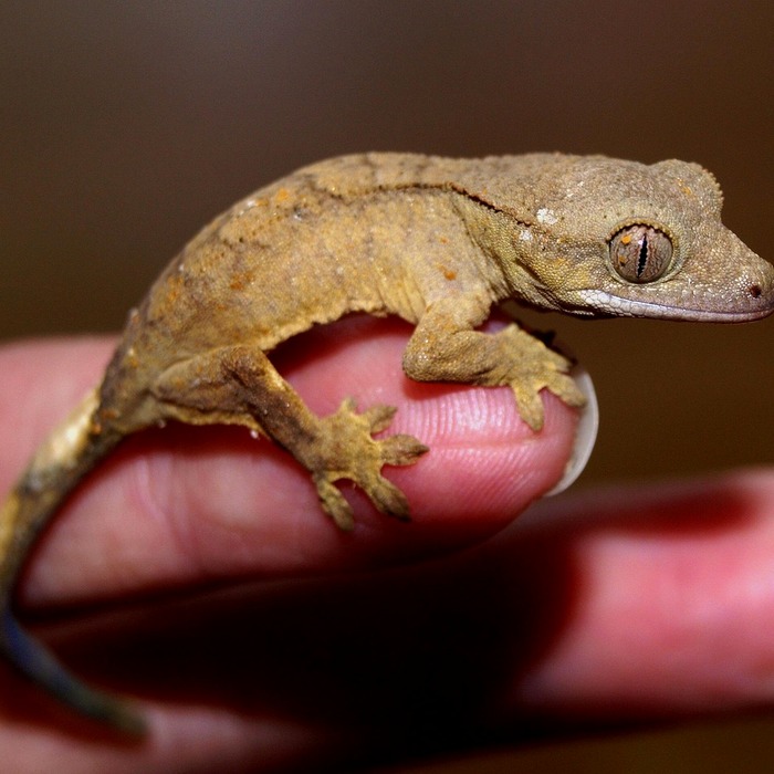 크라운 시술 비용