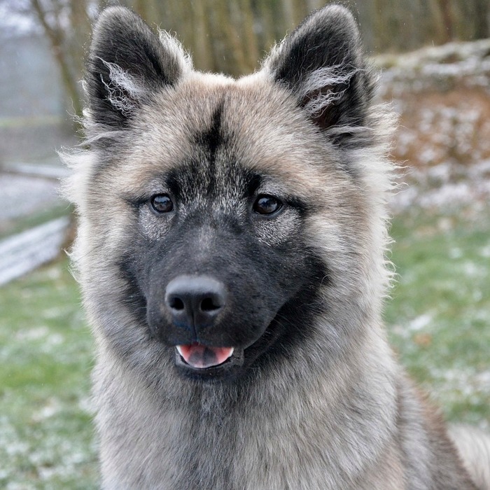 반려견 회복 관찰