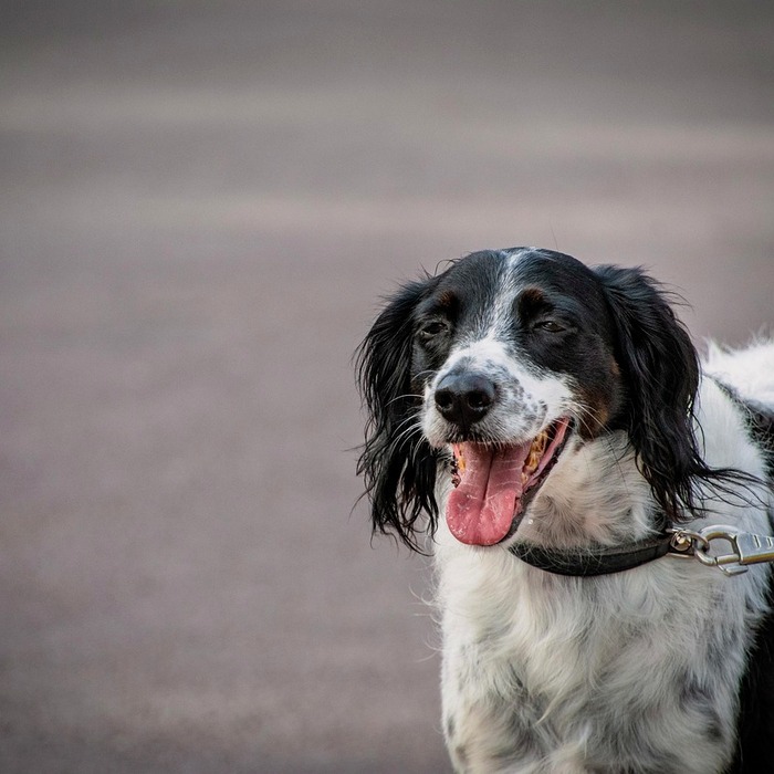 반려견 통증 관리