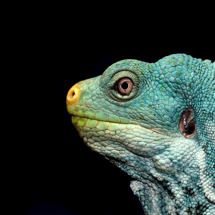 자가절단 도마뱀