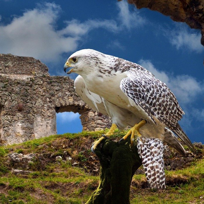 장지뱀 먹이 사냥