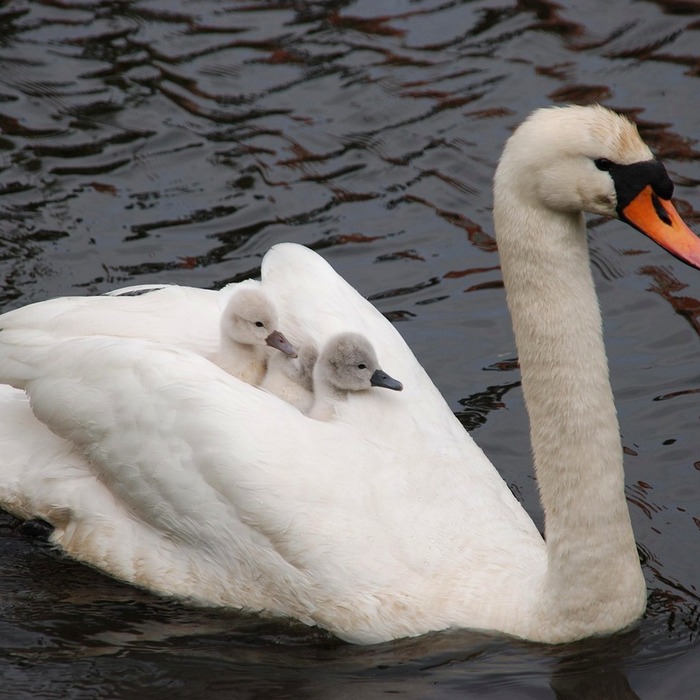 안전한 분유 물
