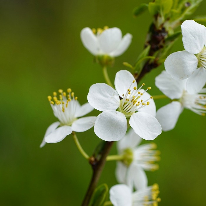 선조 즉위 모습