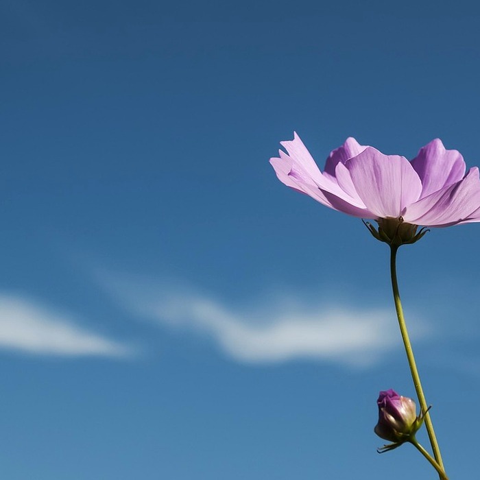 부여 코스모스밭