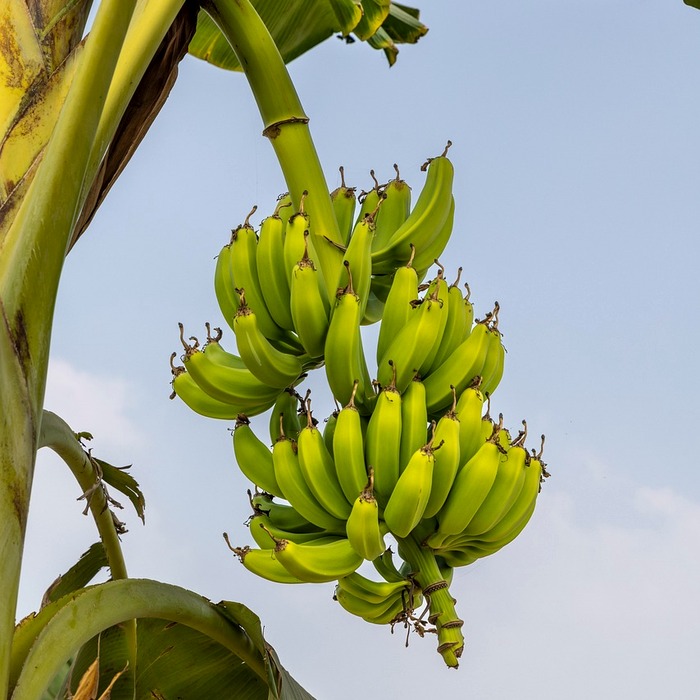 모바일 운전면허증