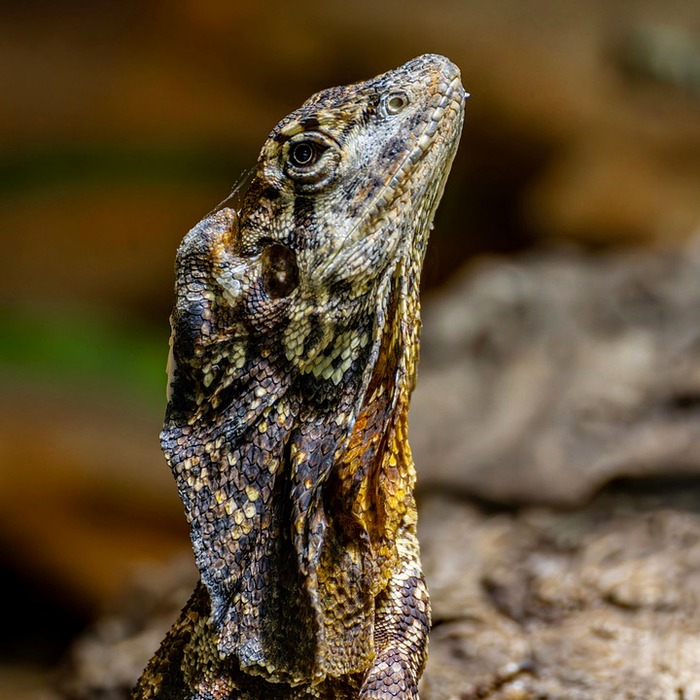 도리도리 운동 방법