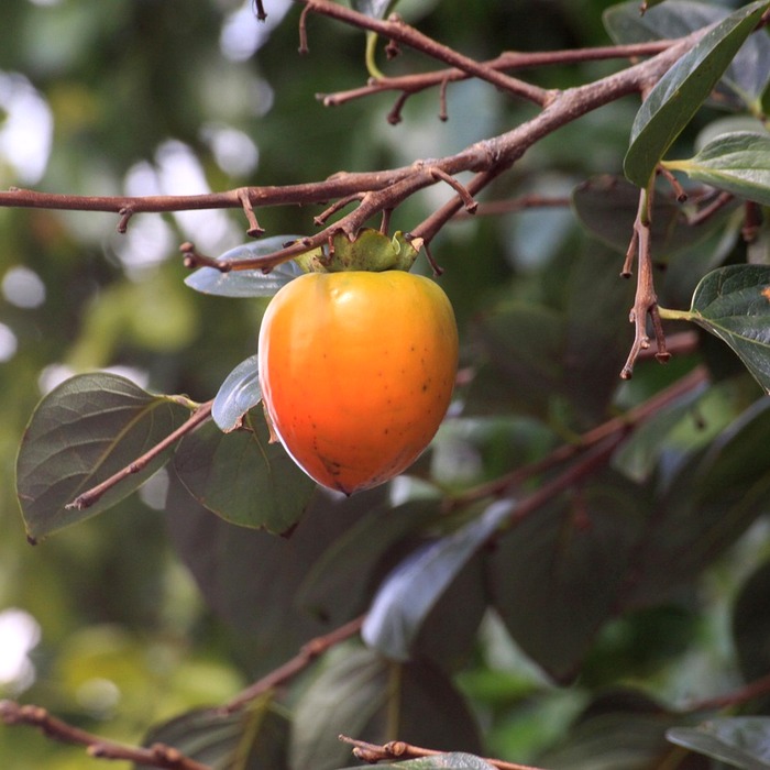 홍시 보관 방법