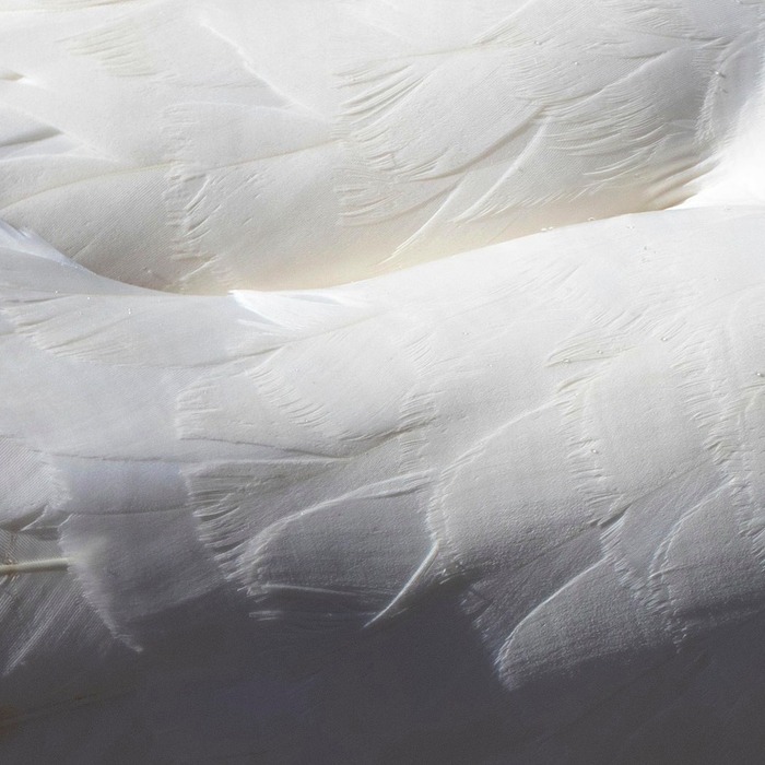 부드러운 콩자반