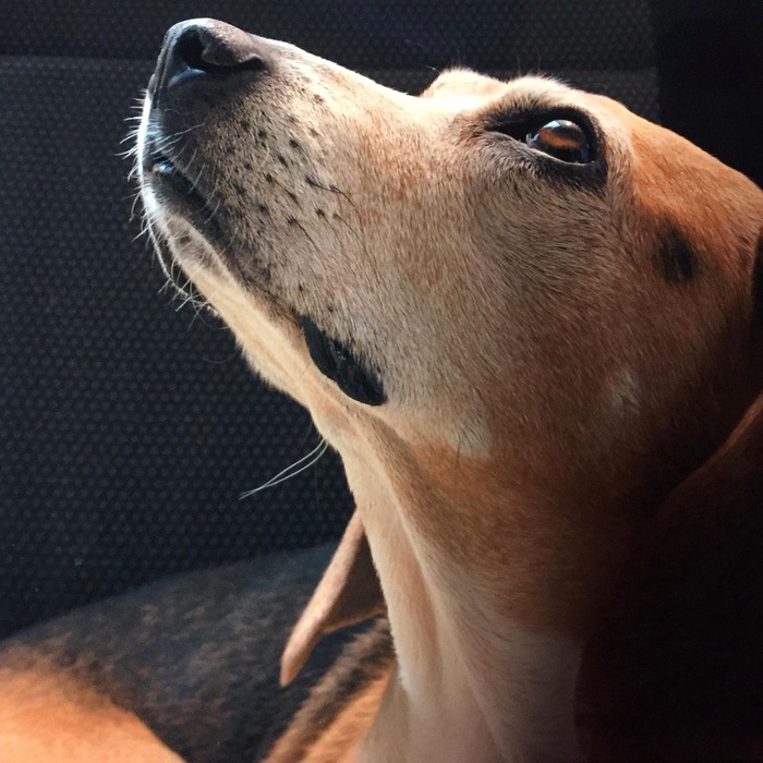 애견 동반 여행