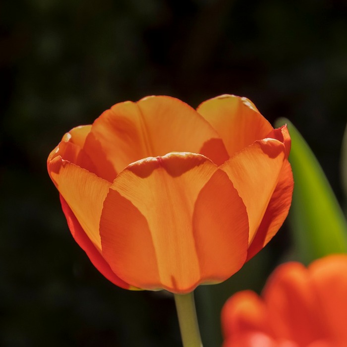 햇빛 받는 식물