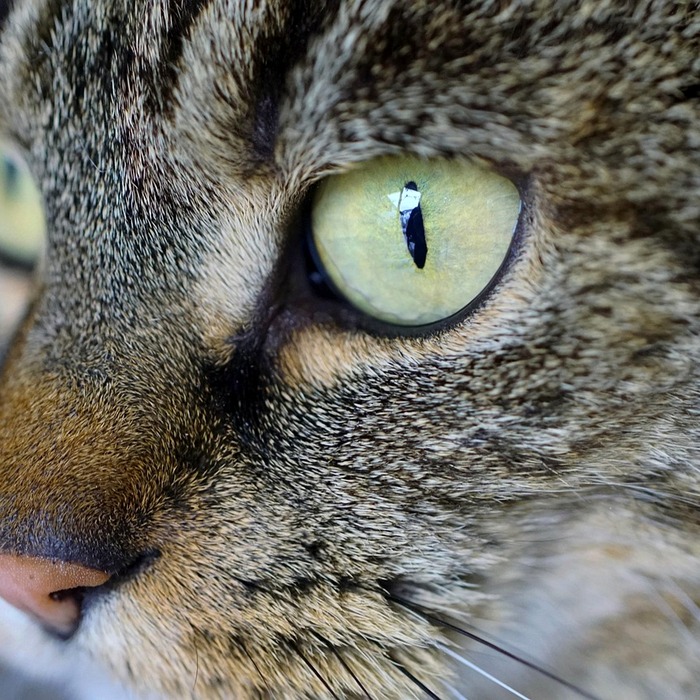 고양이 놀이 공간