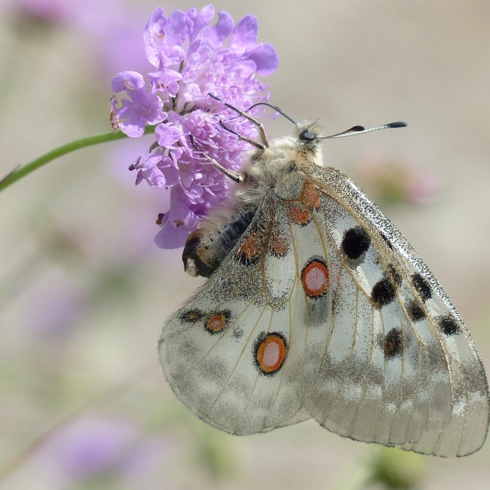 아폴로 11호 착륙