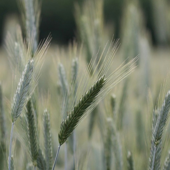 자경농지 양도세 감면