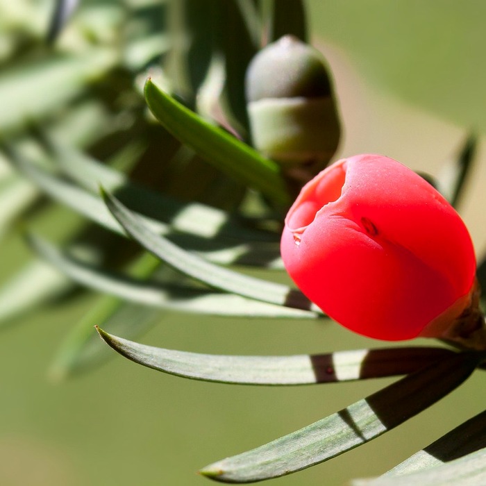 비사업용토지 중과세