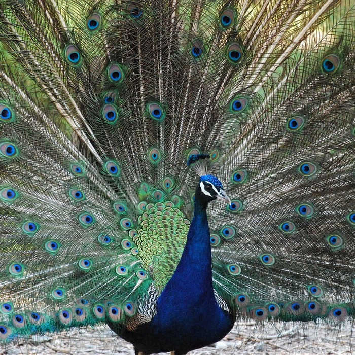 카이센동 비주얼