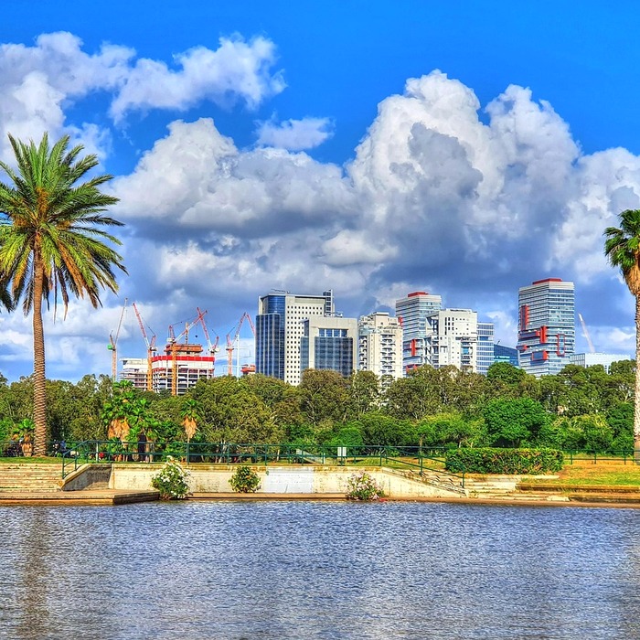 야콘 수확 방법