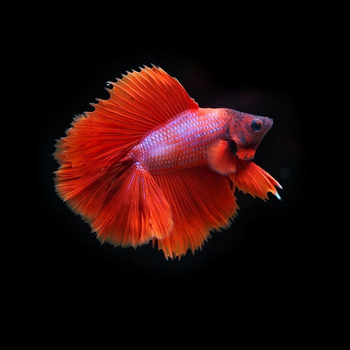 용과 싸우는 꿈