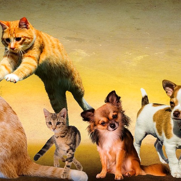 고양이 놀이 본능