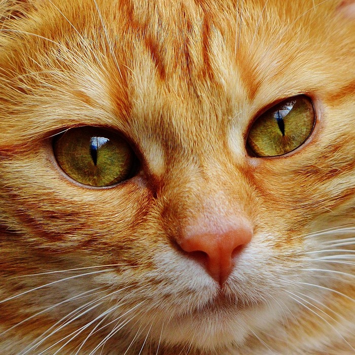 고양이 감정 표현