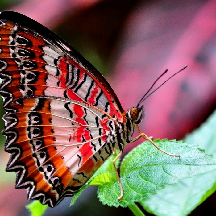 안토시아닌 효과