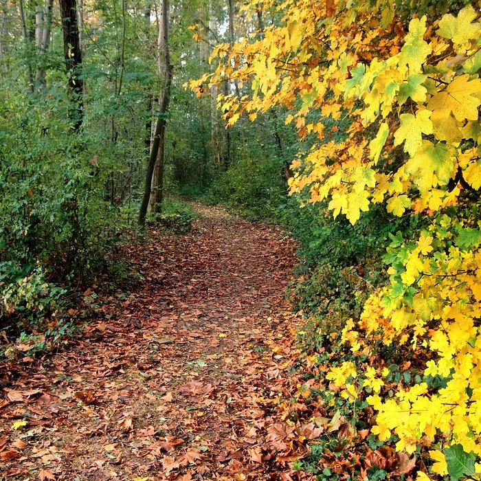 남산 가을 풍경