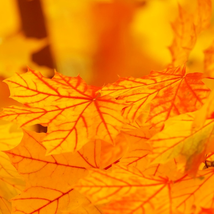 단풍 명소 지도