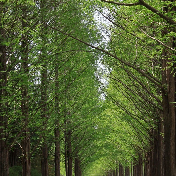 메타세쿼이아 길