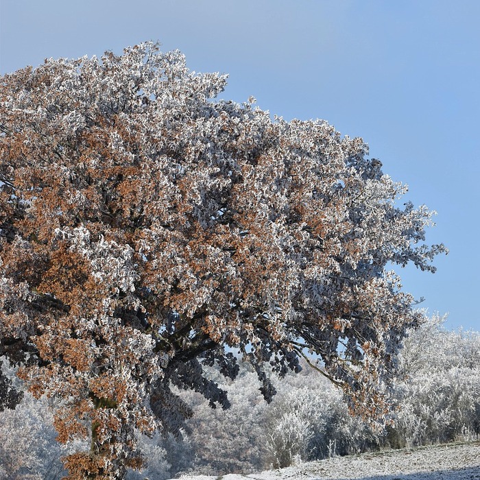 입춘 한파 대비