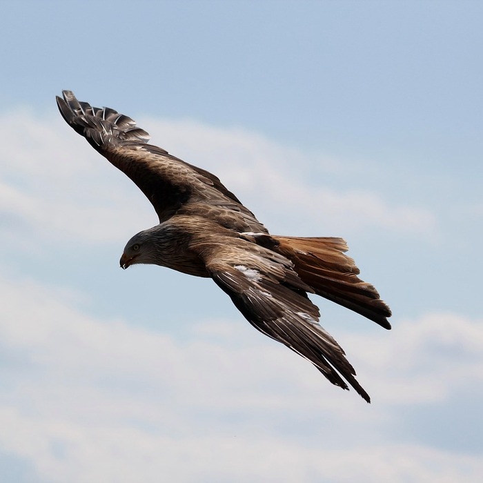 독수리 비행 능력
