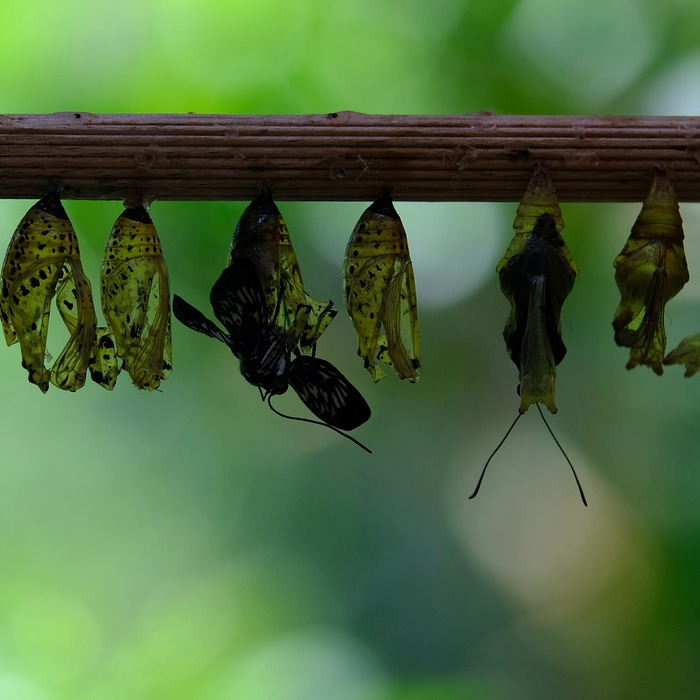 변 모양 건강 지표