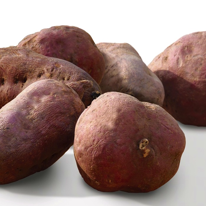 고구마 건강 효능