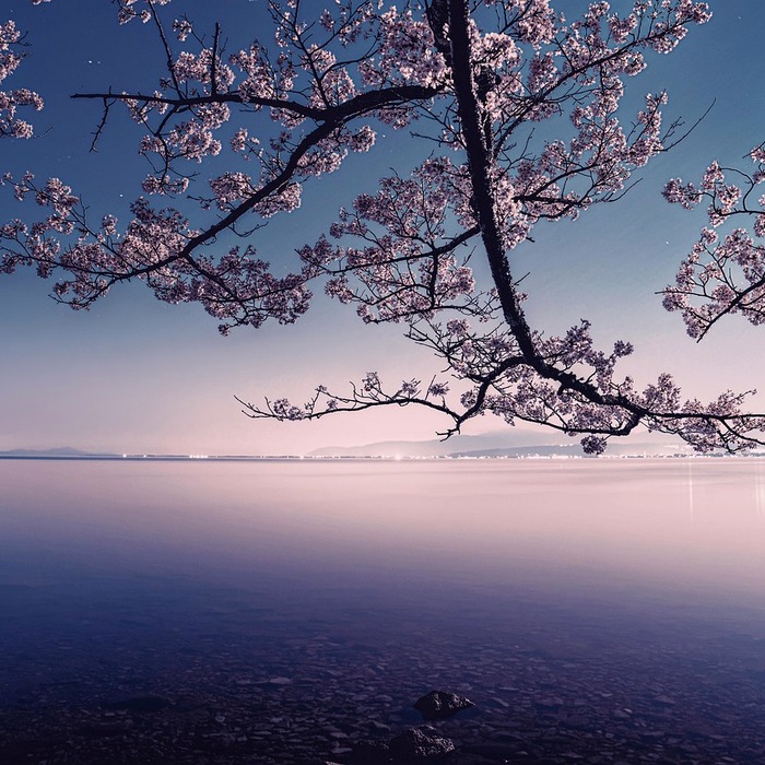 일산호수공원 벚꽃