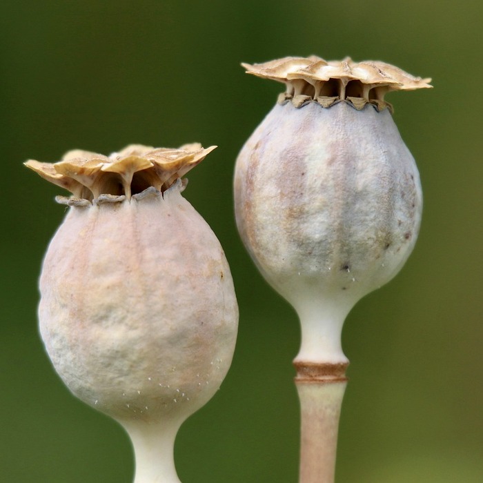 알칼로이드 성분