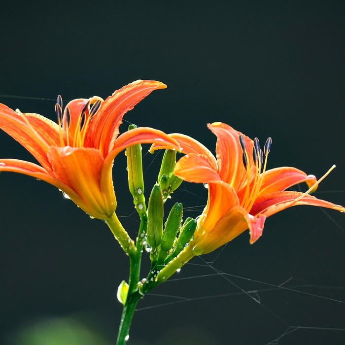 한국 자연 거미