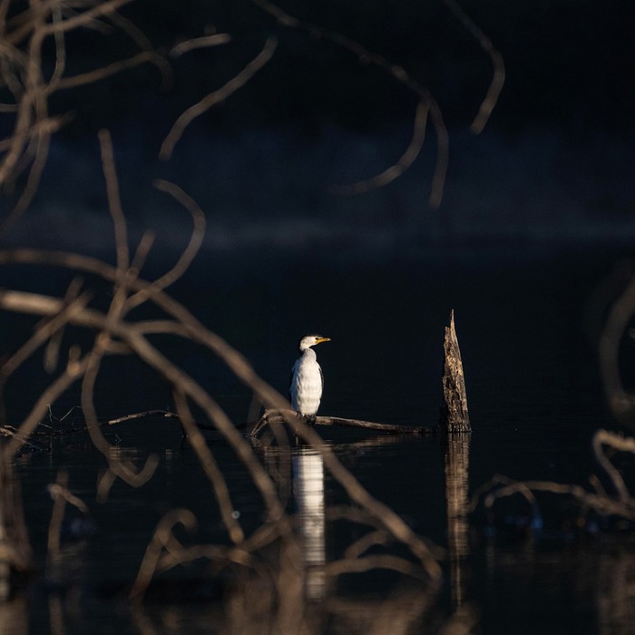 류코트리엔 수용체